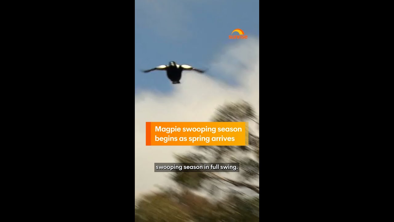 Magpie swooping season begins as spring arrives