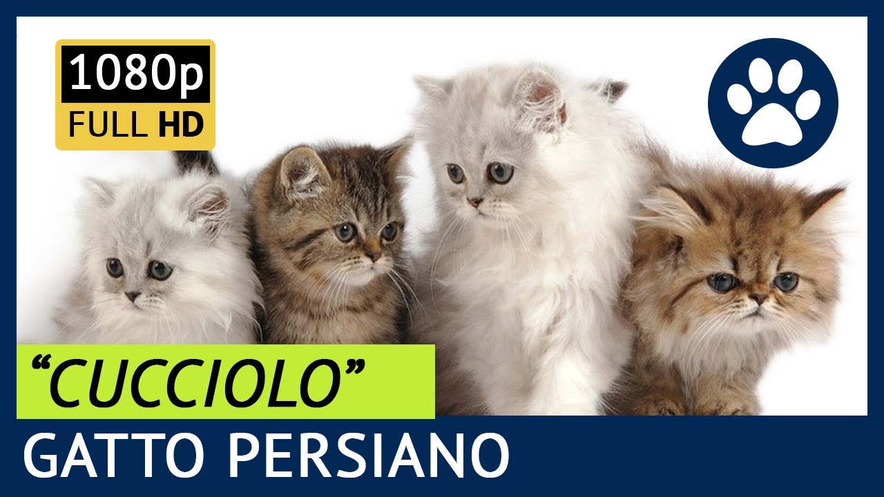 CUCCIOLO PERSIANO 😺 Consigli Utili e Segreti sui cuccioli di Gatto Persiano