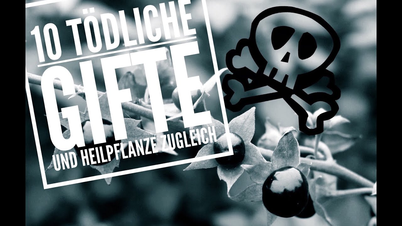 Gut zu wissen: 10 t&ouml;dlichsten Pflanzen-Gifte Deutschlands & Heilpflanze zugleich!