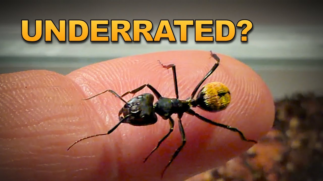 Ants As Pets?