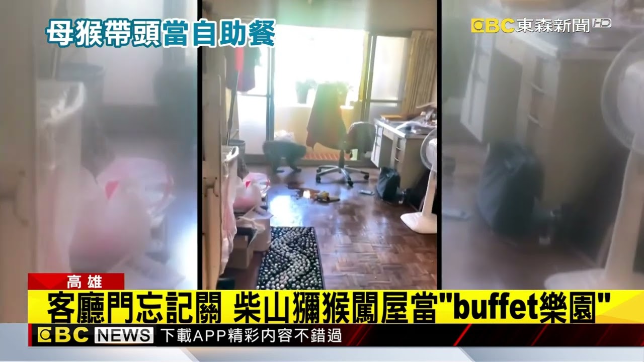 客廳門忘記關 柴山獼猴闖進屋「搶食」！ 一團亂@newsebc