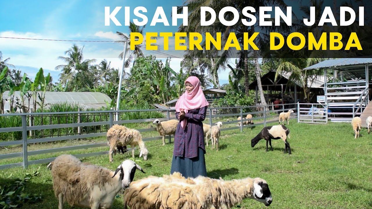 Kisah Sukses Mantan Dosen Jadi Peternak Domba
