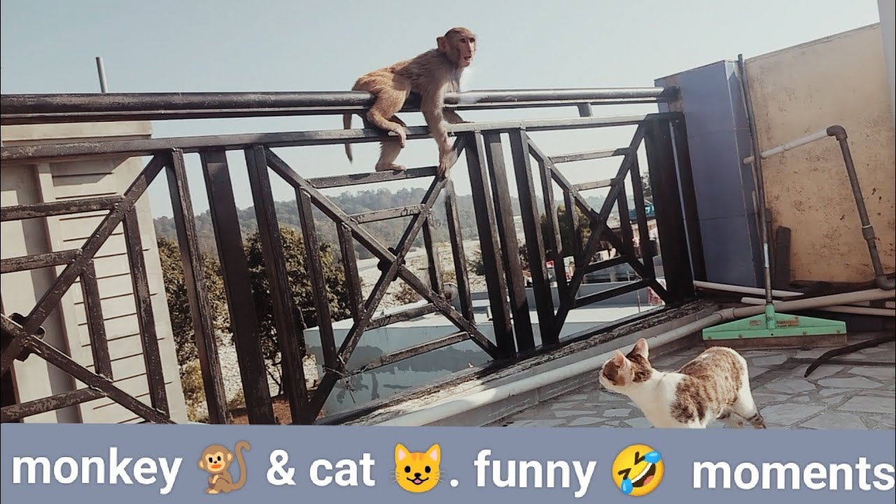 funny 🤣 monkey 🐒 playing with cat 😺 2025