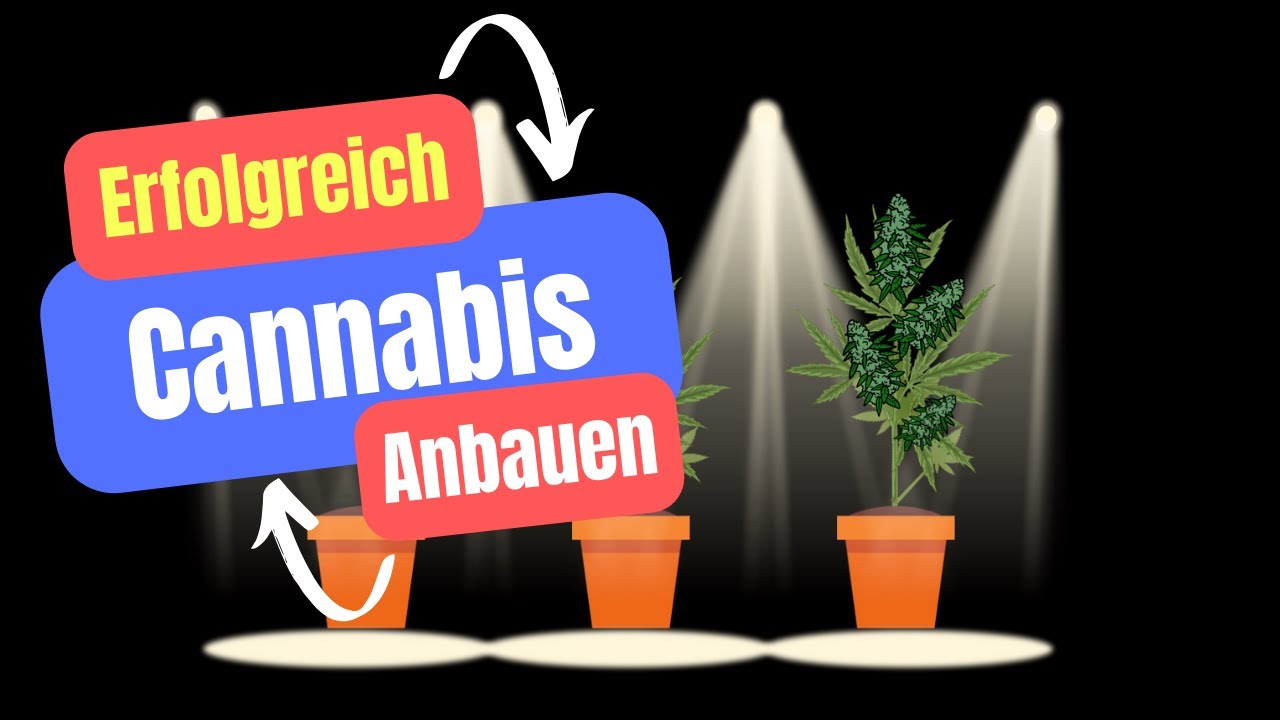 Indoor Cannabis Anbau: 10 TIPPS f&uuml;r ein SUPER Ergebnis! l Legalisierung Eigenanbau