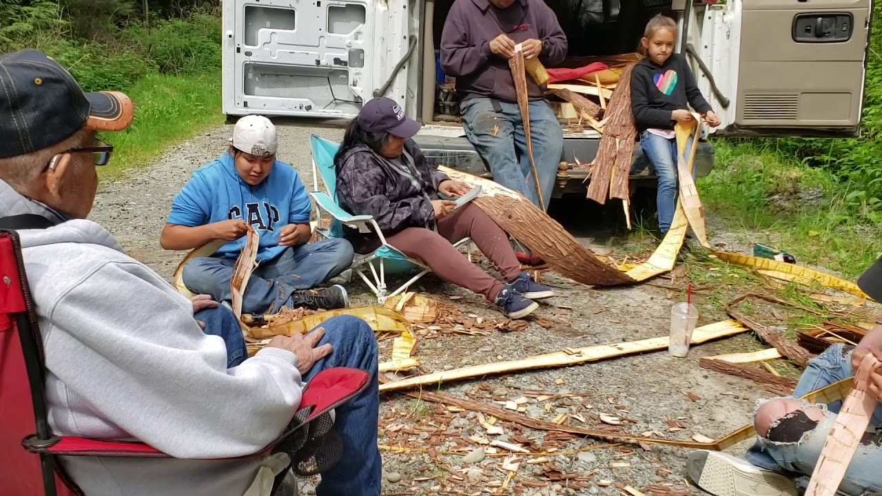 What's Cedar Bark Harvesting?