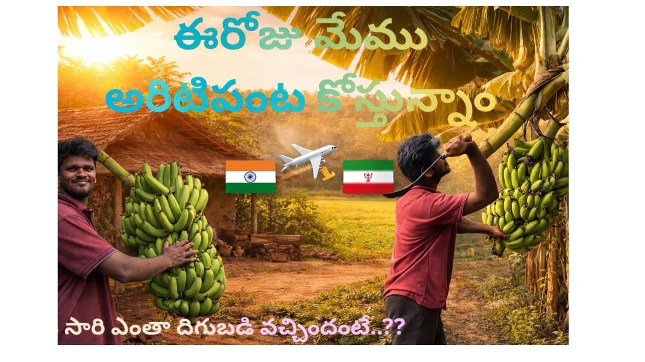 మా అరటిపండు🍌పంట కోస్తున్నాము 🇮🇷ఇరాన్ కి ఎలా ప్యాక్ చేసి పంపిస్తామూ  పూర్తి వీడియో.