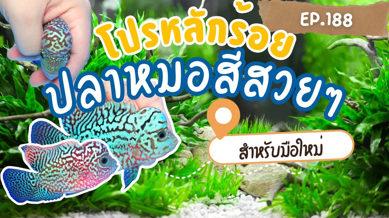 EP.188 มาแล้ว โปรปลาหมอสีหลักร้อยย รายละเอียดดีทุกตัว🎉