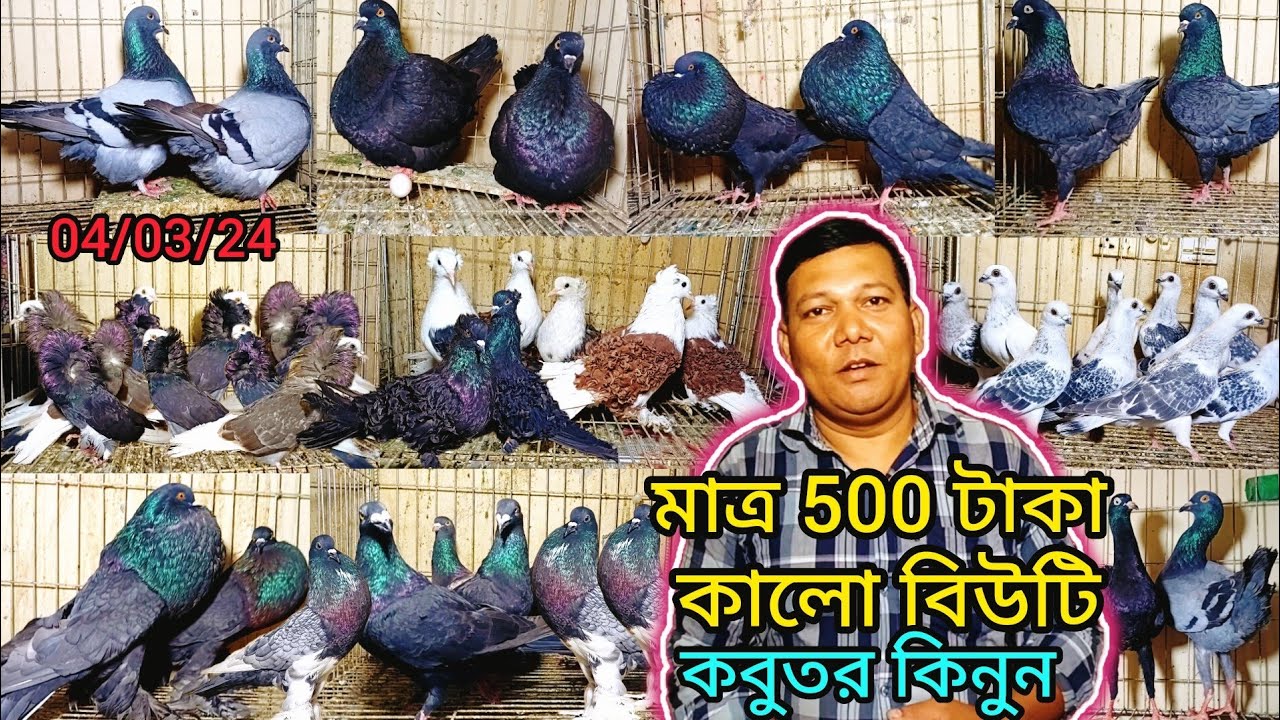 120জোড়া আকর্ষণীয় ফেন্সি কবুতর কিনুন মাত্র500 টাকা পিস কালো বিউটি মনা ভাইয়ের।#pigeon_videos#কবুতর