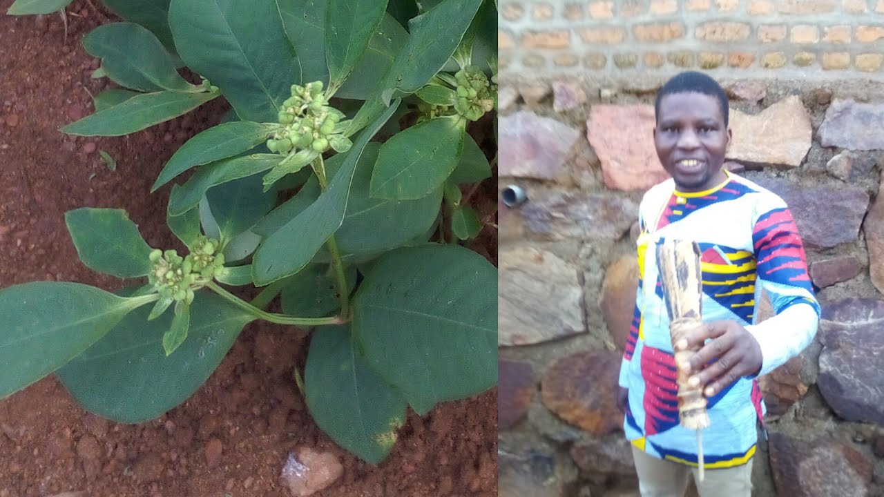 UMUTI UVURA UBUROZI  BWUBUTAMIKANO NGUYU   IYI VIDEO YIREBE WITONZE  UTAZI CYAKATSI IYINYAHEJURU.