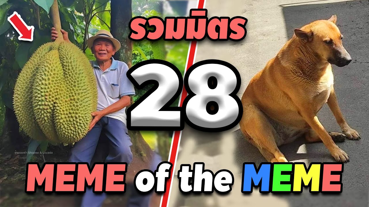 รวมมิตร ภาพนี้ก็ฮาเหมือนกันนะเนี้ย #28 [ พากย์นรก MEME.EXE ] | easy boy