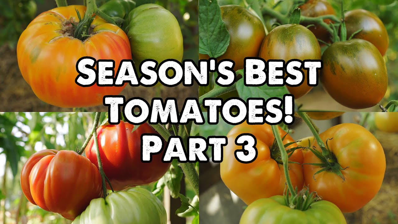 THE BEST TOMATO VARIETIES OF THE SEASON!!! PART 3!