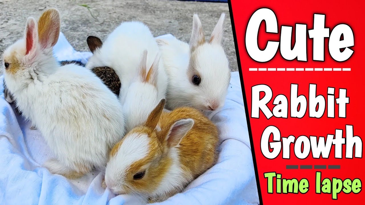 Bunny Growth Time Lapse | Baby Bunnies Growing Up Day By Day