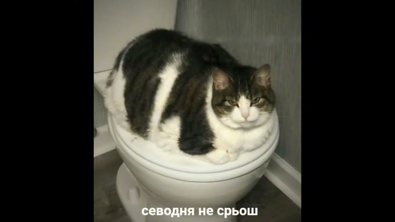 😸озвучила мемы  с котиками