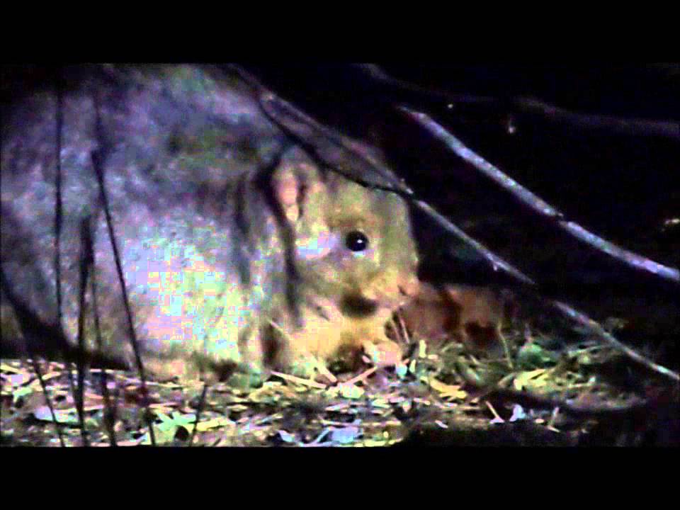 Nocturnal Tour with Lisa 08 Burrowing Bettong