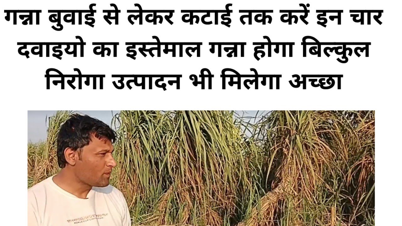 0238 गन्ना बुवाई से लेकर गन्ना कटाई तक करें इन चार दवाइयां का इस्तेमाल उत्पादन मिलेगा अच्छा