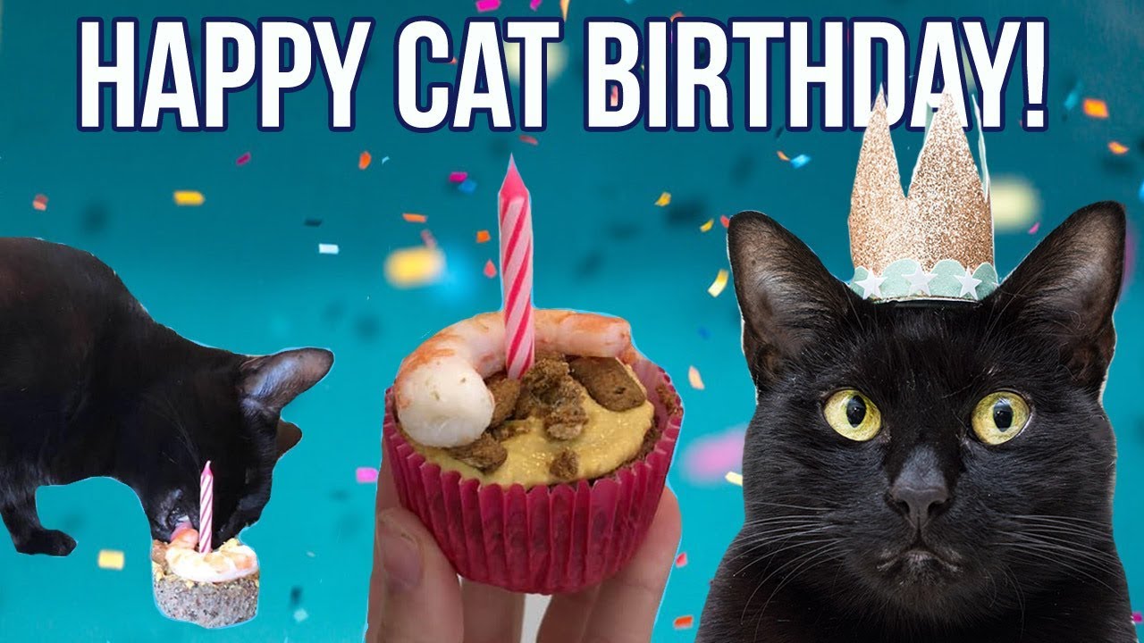 Throwing the BEST Cat Birthday Party (with CAKE recipe!)