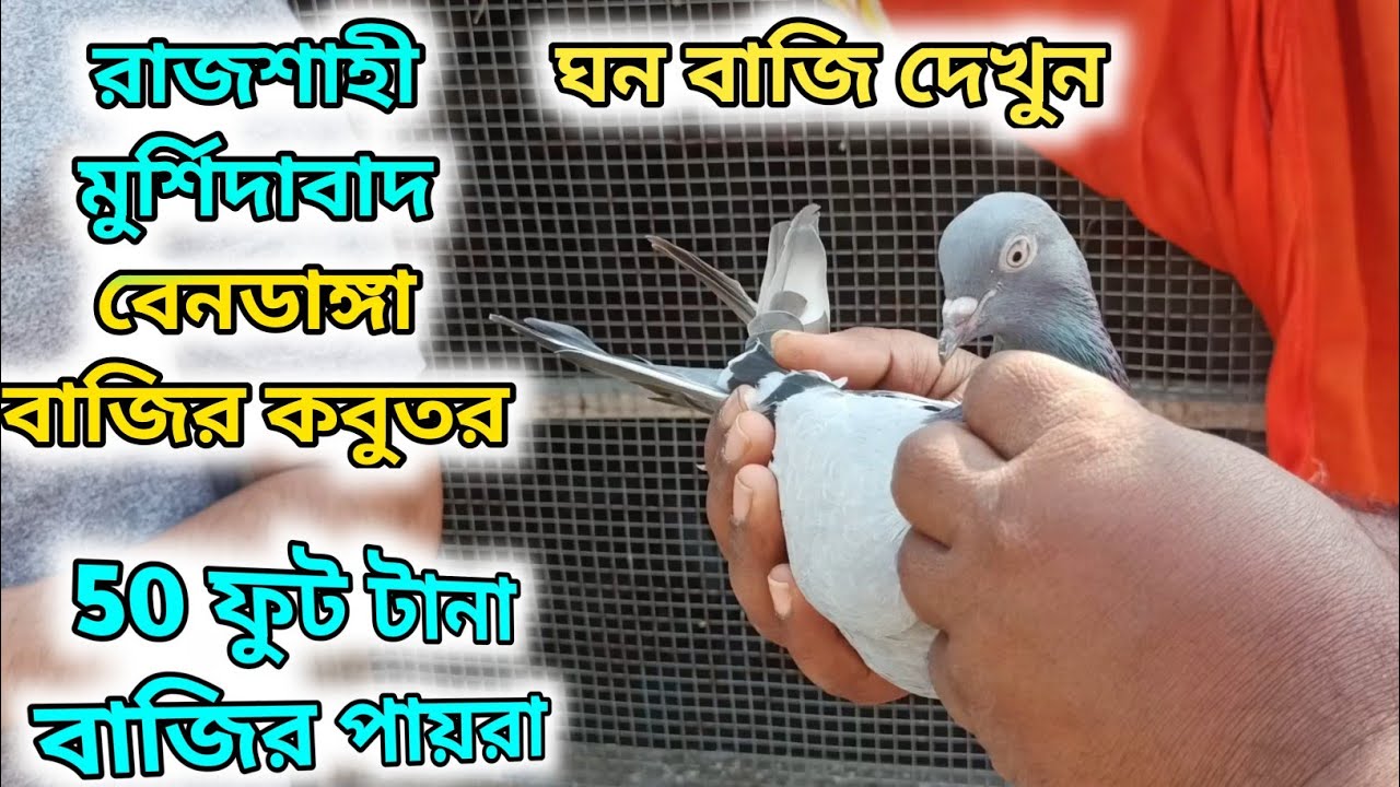 সব খাড়া বাজির পায়রা ।। তলগরম ।। নিচে বাজি ।। না দেখলেই মিস ।  Roller pigeon। 