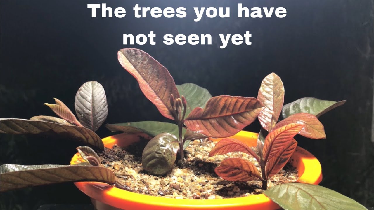 How to propagate Guava Trees from Guava leaves | Use Aloe Vera 100% Success @ShafikulGarden