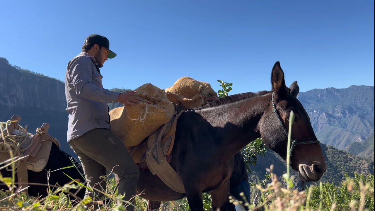 Así la Cosecha de CALABAZAS// Así las cargamos