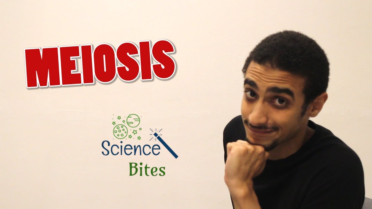 Video for my first 1k subscribers: Meiosis in arabic   شرح بالعربي للمايوزز