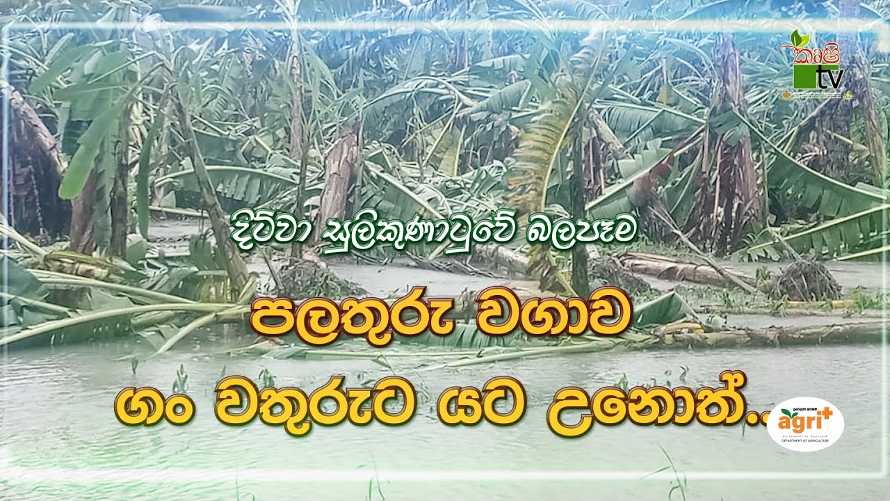 Mihikatha Dinuwo | දිට්වා සුලිකුණාටුවේ බලපැම 