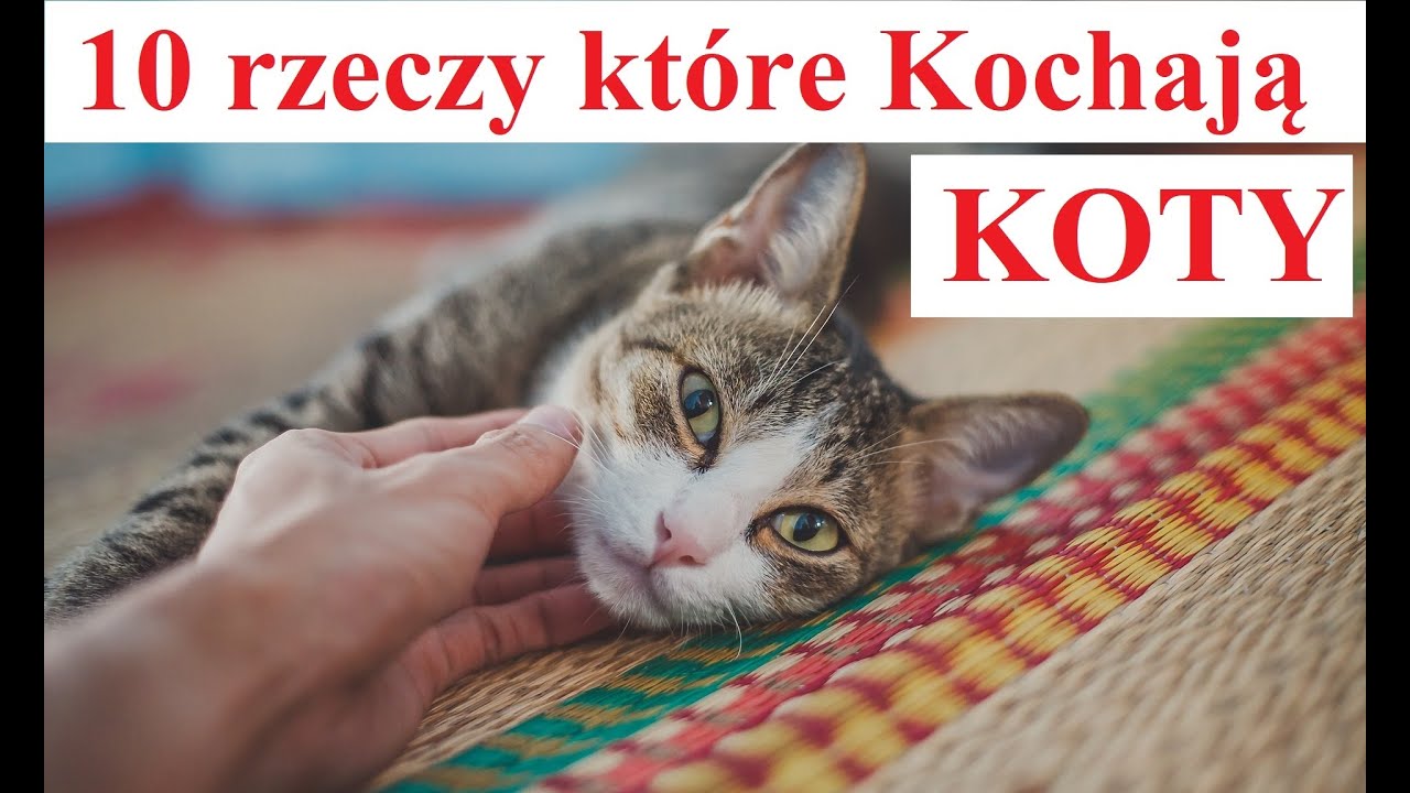 10 rzeczy które Kochają KOTY