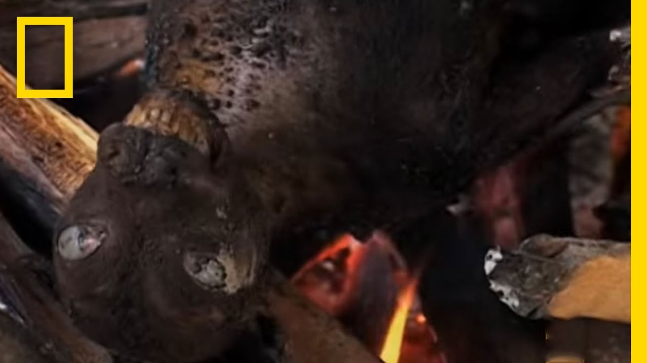 Eating Bats | National Geographic