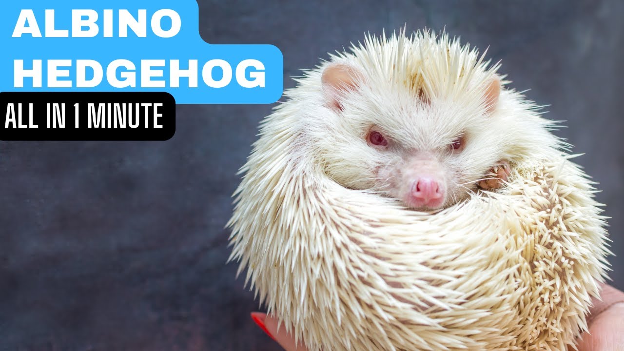 Albino Hedgehog | In 1 Minute