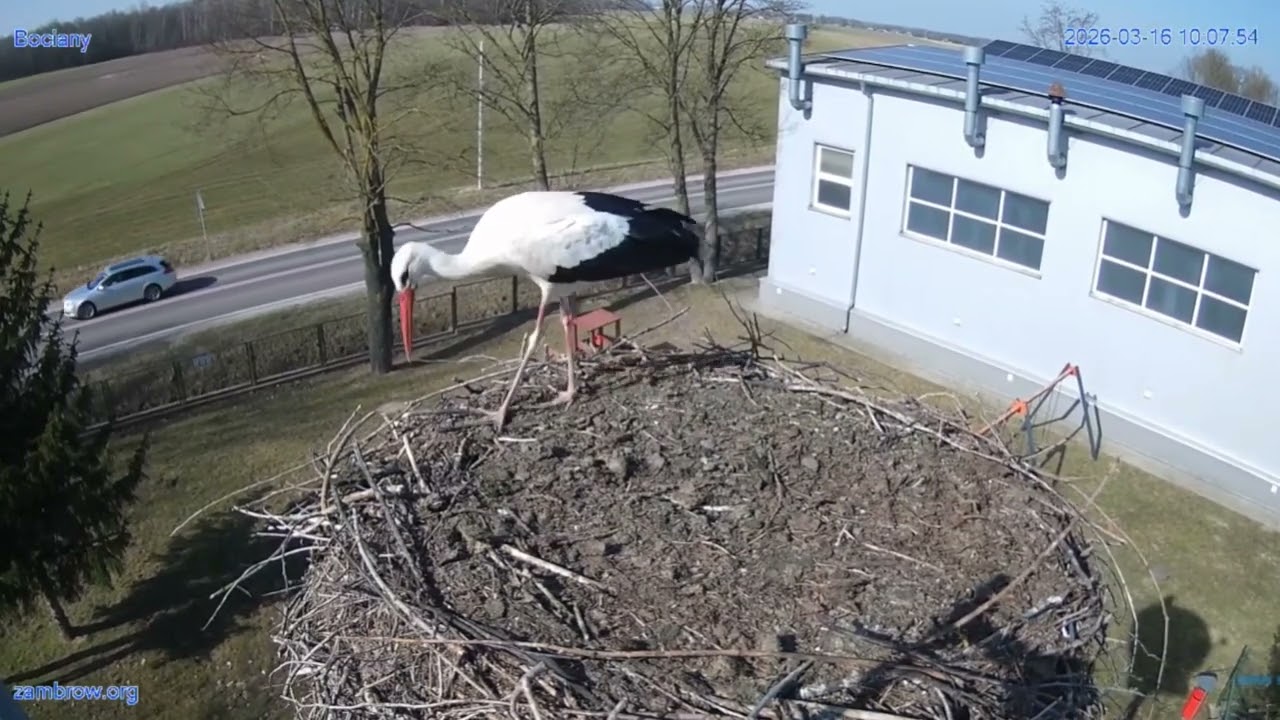 Bocian przelotem w gnieździe Zambrowskim 16.03.2026 r