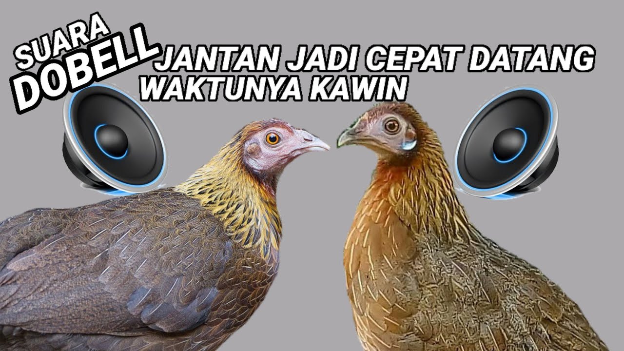 DOBELL SUARA AYAM HUTAN BETINA  WAKTUNYA KAWIN MEMANGGIL JANTAN JADI CEPAT DATANG sangat ampuh