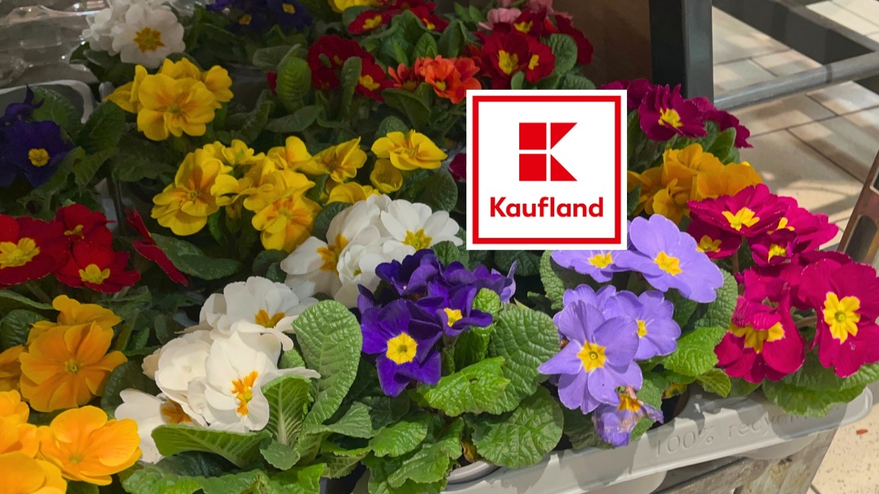 Przegląd kwiatów w  Kauflandzie 🌸