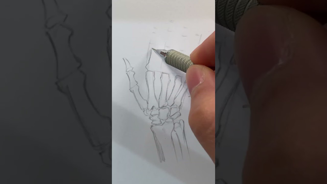 Study of Hand Anatomy &ndash; Phalanges