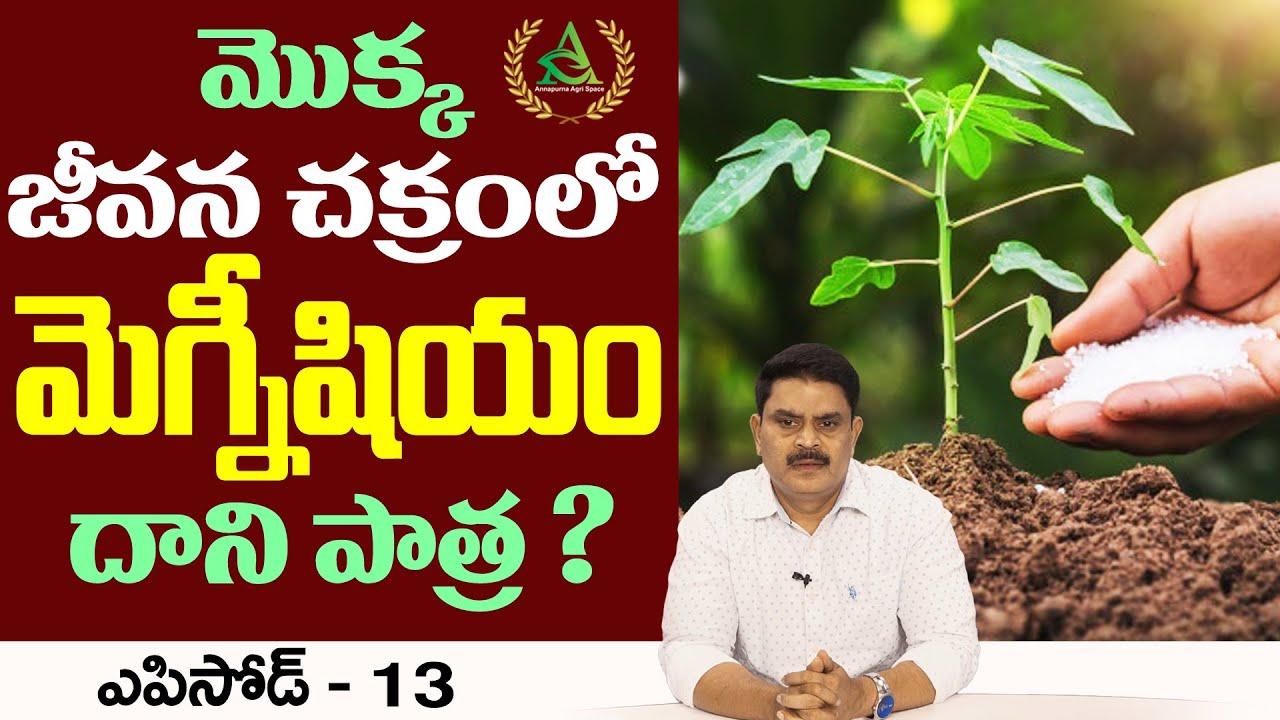 ఎపిసోడ్ 13_ మొక్క జీవనంలో మెగ్నీషియం పాత్ర | Magnesium role in plant life cycle #Annapurnaagrispace