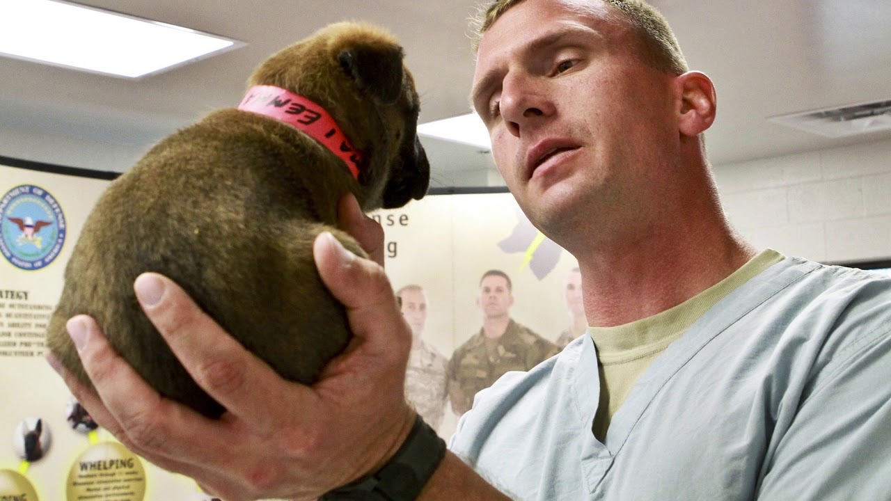 Paws - Older Pets make GREAT adoptions