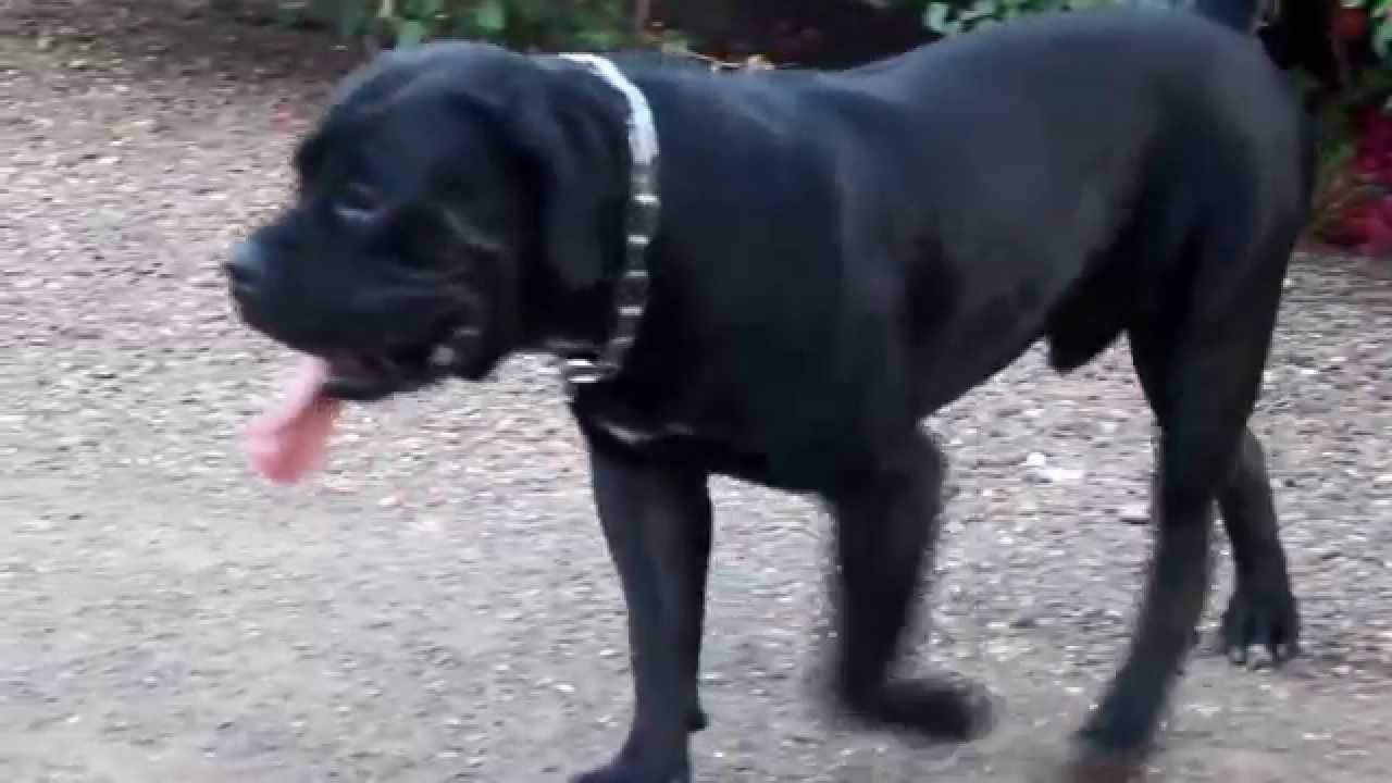 Black boerboel South African Mastiff