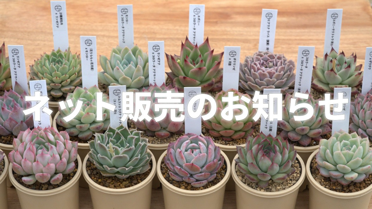 【交配種から原種まで】エケベリ屋で種から育てたエケベリア。
