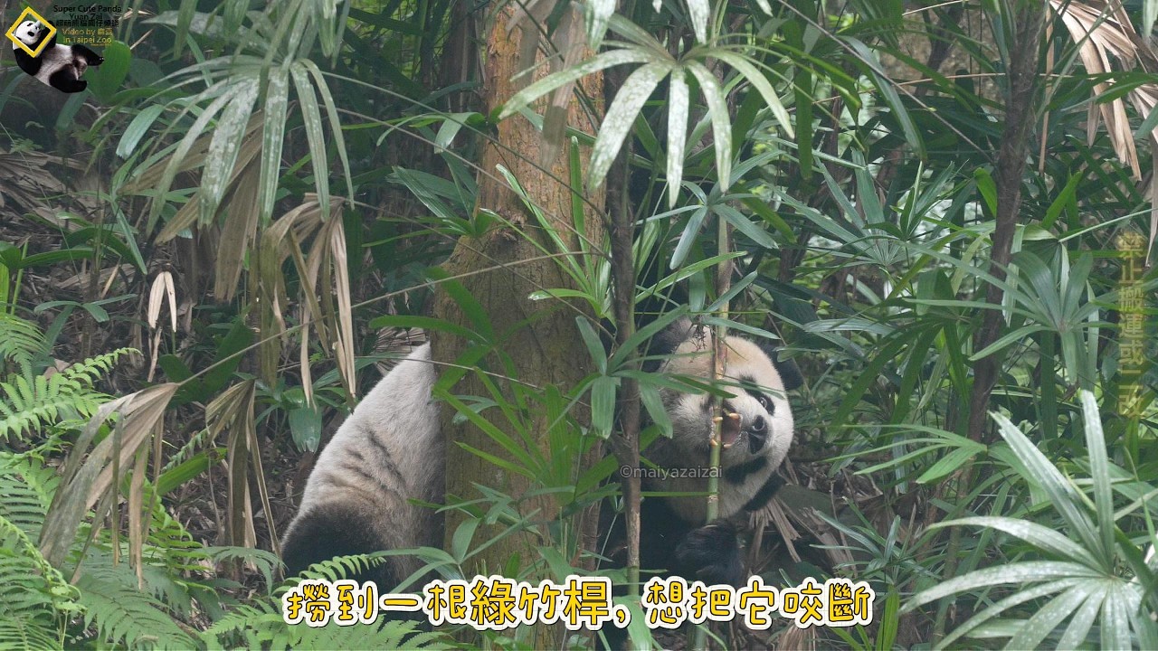 20260308 圓仔大鋼牙發威，早餐竹葉只吃10分鐘，便去自家菜園挑鮮竹加菜 The Giant Panda Yuan Zai