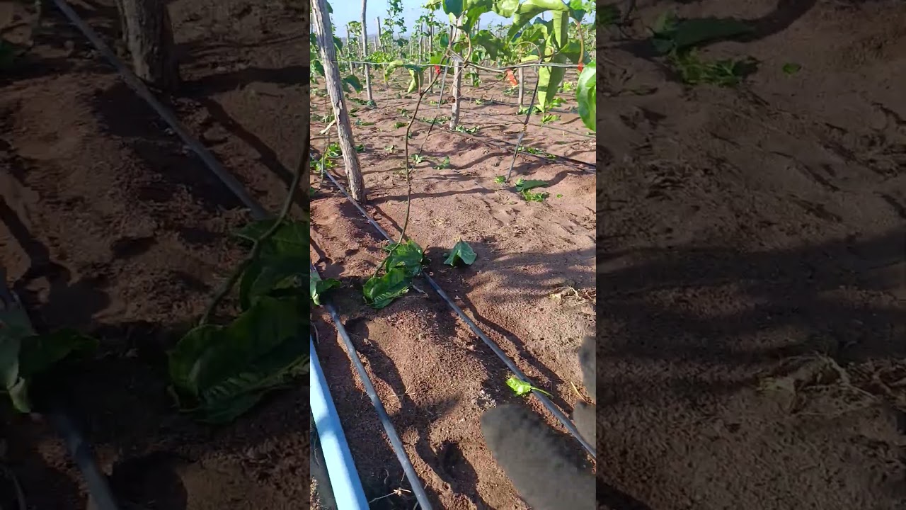 Maracujá pingo de ouro #brasil #plantas #agriculturaregenerativa