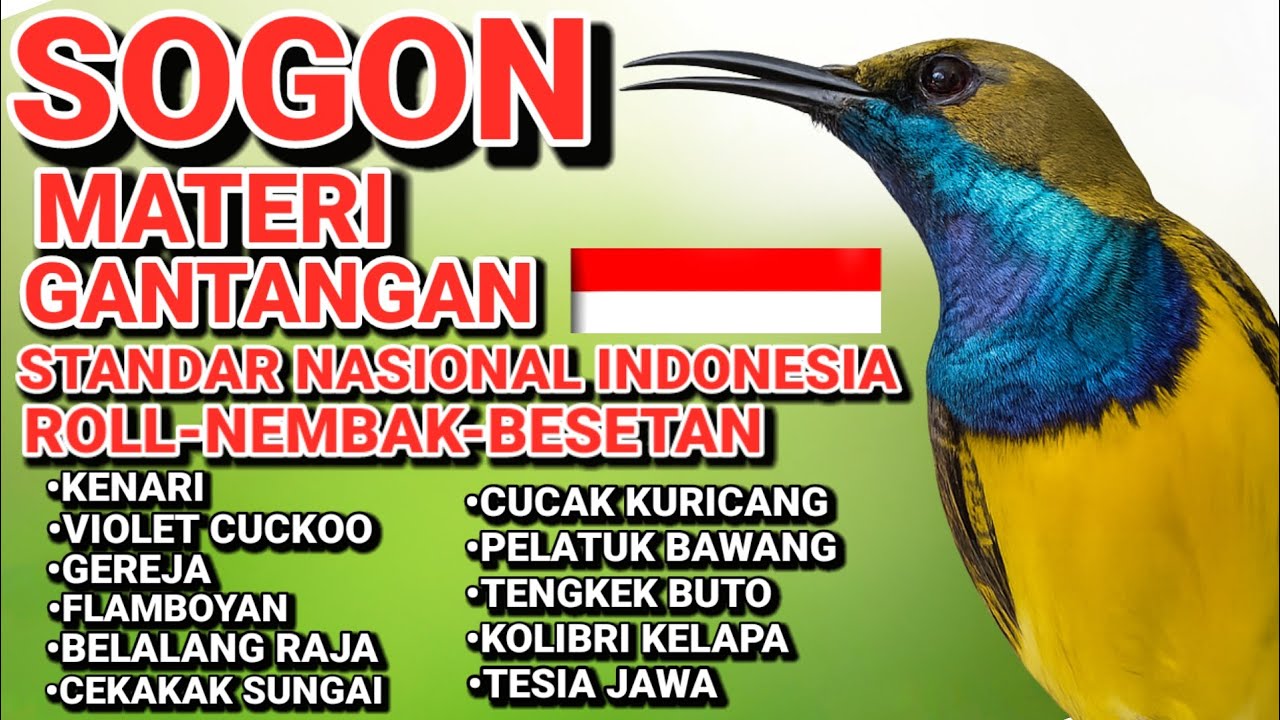  Sogon Materi Gantangan – Premium Performance Audio untuk Fokus, Stabilitas, dan Kerja Maksimal 