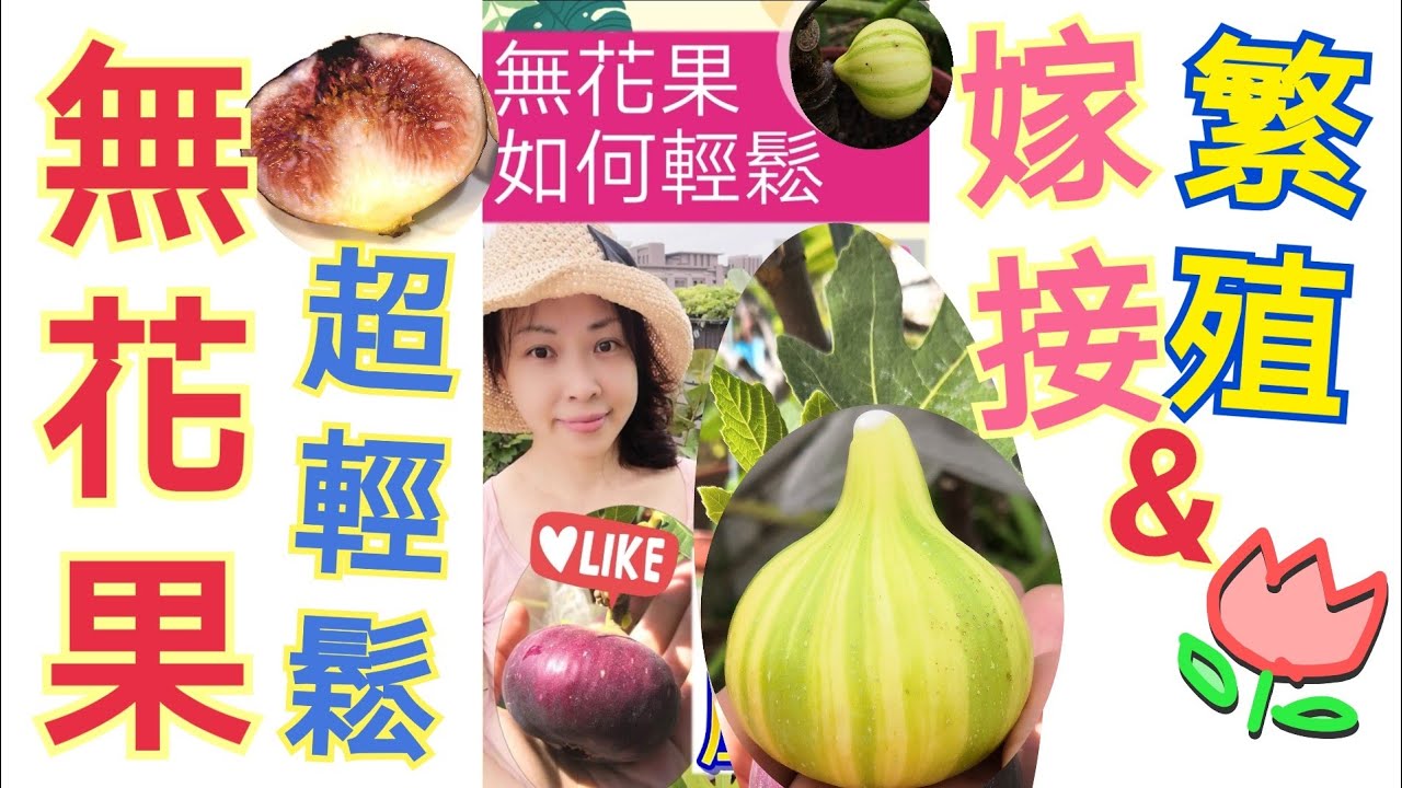 無花果| 嫁接&繁殖 |超簡單👍🏻[Gardener Amy]
