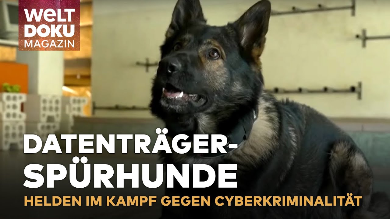DATENTRÄGER-SPÜRHUNDE: Wie Hunde bei der Polizei helfen, winzige Speichermedien aufzuspüren |Magazin