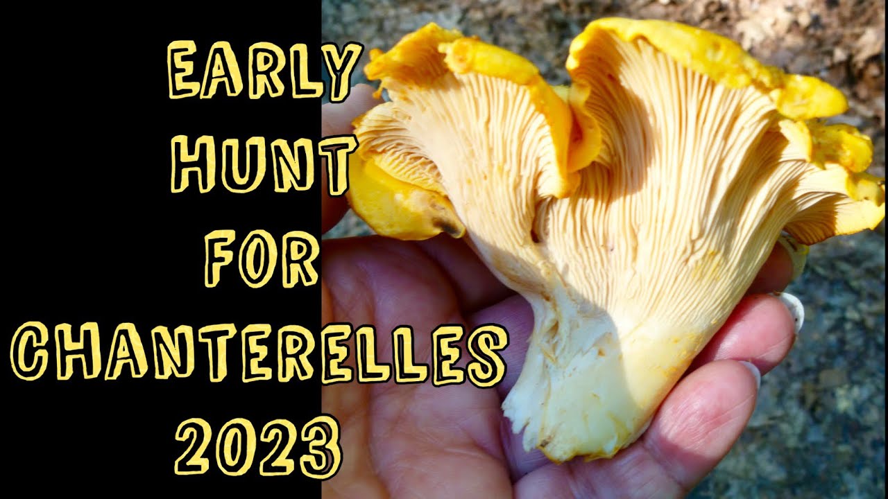 🔥2023 CHANTERELLE MUSHROOM HABITAT & TREE ID + TIPS 🔥#chanterelles, #foraging, #mushroomhunting