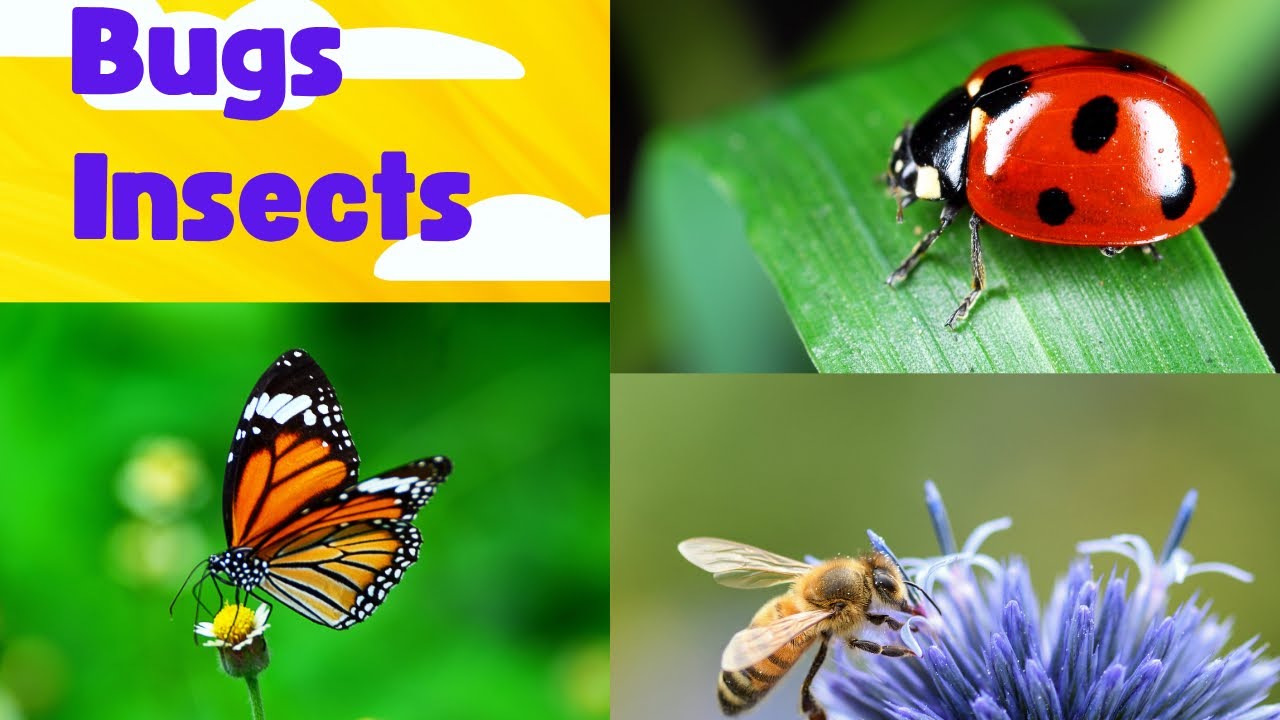 Discover Amazing Bugs! | Fun Bugs Name and Sound With Real Insects Clips