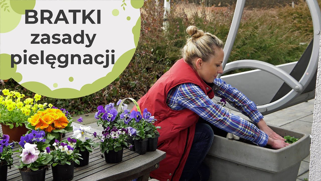 Bratki - wszystko co warto wiedzieć o bratkach. Zasady pielęgnacji i powody by je sadzić wiosną.