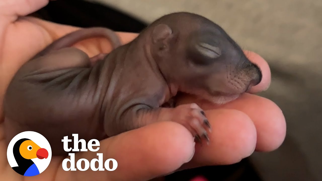 Baby Squirrels Keep Coming Back To Visit Their Rescuers | The Dodo