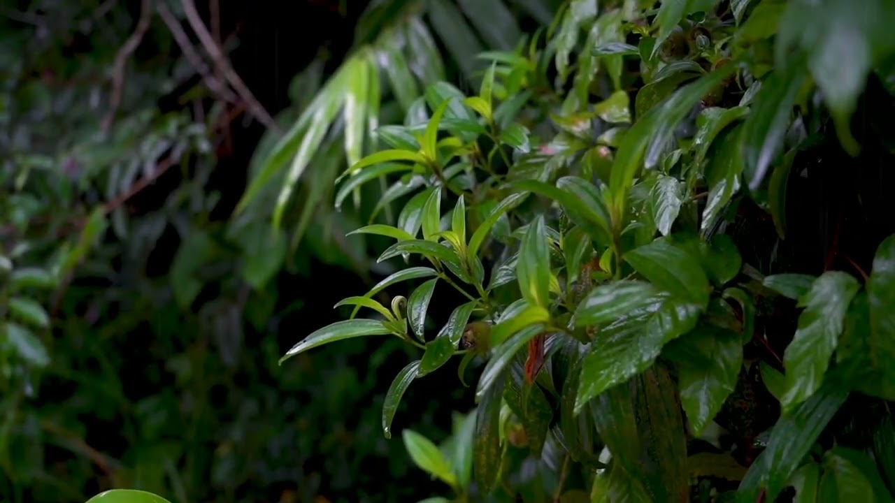 어두운 숲잎 위 빗소리 ASMR 🌧 불면증 완화·마음 치유·집중력 상승 자연 백색소음
