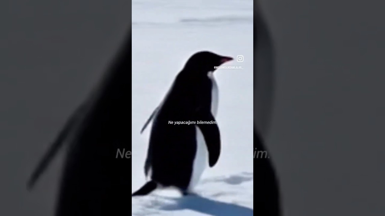 Yalnız penguen Sagopa Kajmer Edit 