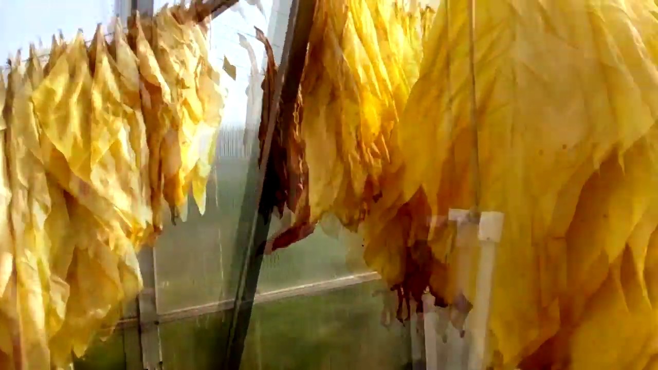 Томление махорки