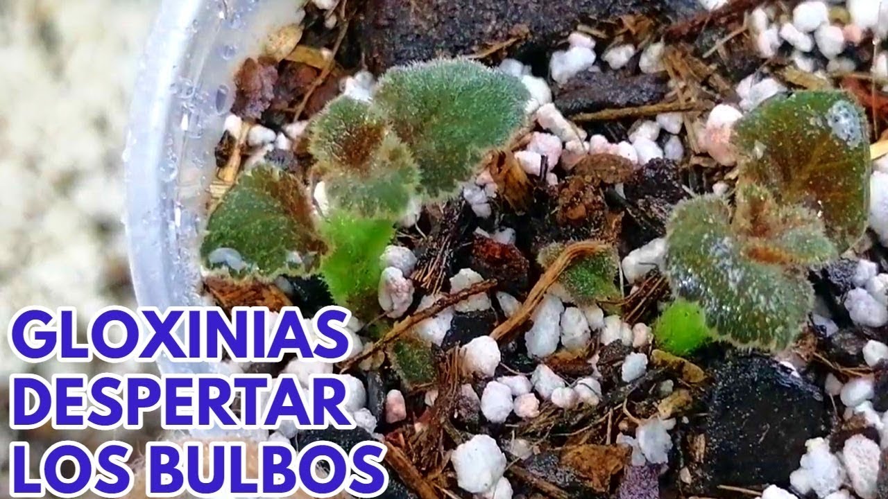gloxinias como despertar los bulbos chuyito jardinero