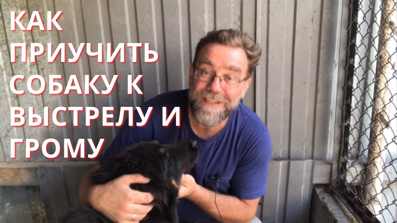Как приучить тибетского мастифа, собаку к громким звукам, грому и выстрелам